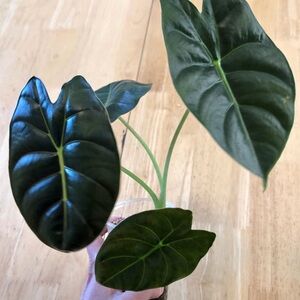 Alocasia Golden Bone Plant